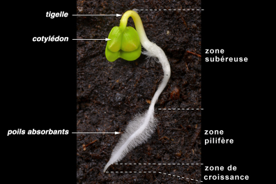 Germination d'une graine de Radis - vue annotée